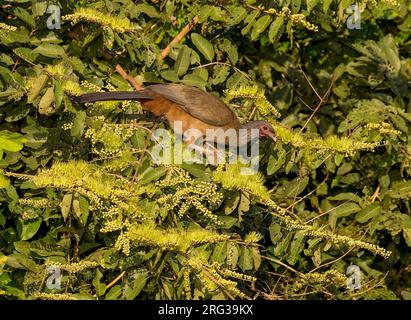 Chaco Chachalaca, Ortalis canicollis pantanalensis perched in a tree in the Pantanal, Brazil Stock Photo