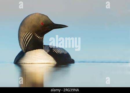 Adult Pacific Loon (Gavia pacifica ) Swimming on an lagoon in the arctic tundra near Barrow in northern Alaska, United States. Stock Photo