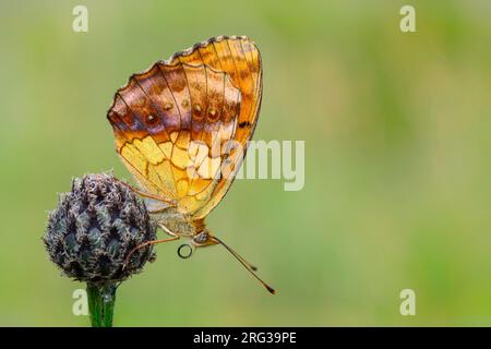 Marbled Fritillary, Braamparelmoervlinder, Brenthis daphne Stock Photo