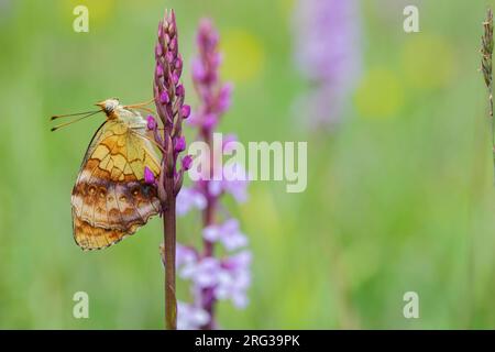 Marbled Fritillary, Braamparelmoervlinder, Brenthis daphne Stock Photo