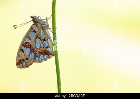 Queen of Spain Fritillary, Kleine parelmoervlinder, Issoria lathonia Stock Photo