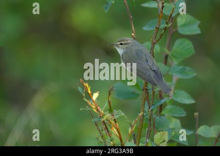 Arctic Warbler (Phylloscopus borealis), male singing in a willow bush, showing upperparts in Lapland, Finland Stock Photo