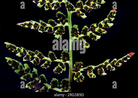 Brittle Bladder Fern, Cystopteris fragilis Stock Photo