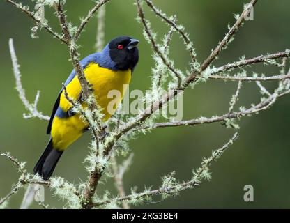 Hooded Mountain-Tanager, Buthraupis montana, in Colombia. Perched in a tree. Stock Photo