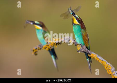 European Bee-eater, Merops apiaster, in Italy. Two bee-eaters perched with a dragonfly in its beak. Stock Photo