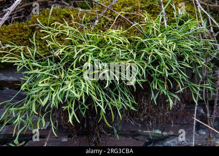 Forked spleenwort, Asplenium septentrionale Stock Photo