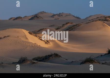 Sunlight reflects off undulating sand dunes in the Namib Desert. Skeleton Coast, Kunene, Namibia. Stock Photo