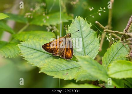Large Skipper, Ochlodes sylvanus Stock Photo