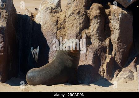 A cape fur seal on the beach at Cape Frio. Cape Fria, Skeleton Coast, Kunene, Namibia. Stock Photo