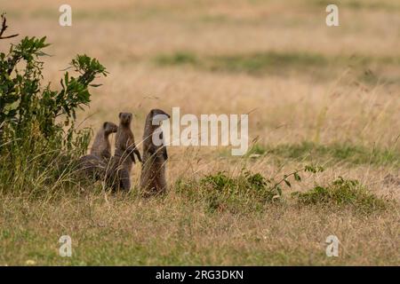 Banded mongooses, Mungos mungos, standing on their hind feet. Masai Mara National Reserve, Kenya, Africa. Stock Photo