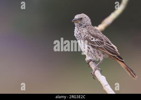 Rufous Tailed Weaver (Histurgops ruficauda) perched on a branch in Tanzania. Stock Photo