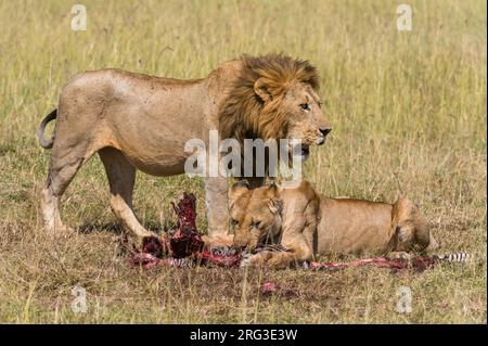 Lions, Panthera leo, feeding on a zebra. Masai Mara National Reserve, Kenya, Africa. Stock Photo