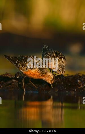 Curlew Sandpiper (Calidris ferruginea), two adults in transitional plumage foraging during autumn migration in Finland Stock Photo