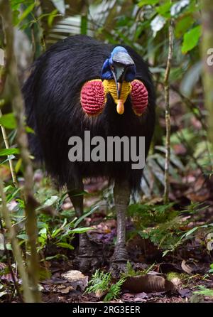 Adult Northern Cassowary (Casuarius unappendiculatus) in Papua New Guinea. Also known as the one-wattled, single-wattled or golden-necked cassowary. Stock Photo
