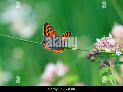 Small Copper, Lycaena phlaeas Stock Photo