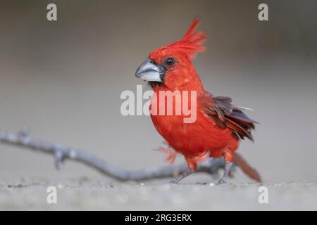 A male Vermilion Cardinal (Cardinalis phoeniceus) at , . Stock Photo