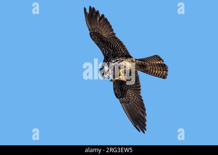 Probably 2nd cy female Eleonora's Falcon (Falco eleonorae) flying over Lianos del Salado, Vega de San Mateo, Gran Canaria, Canary Islands, Spain. Stock Photo