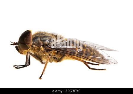 Male band-eyed brown horsefly, Tabanus bromius Stock Photo