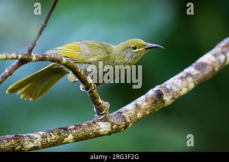 Giant Honeyeater (Gymnomyza brunneirostris) on Fiji in the South Pacific Ocean. Also known as duetting giant honeyeater. Stock Photo