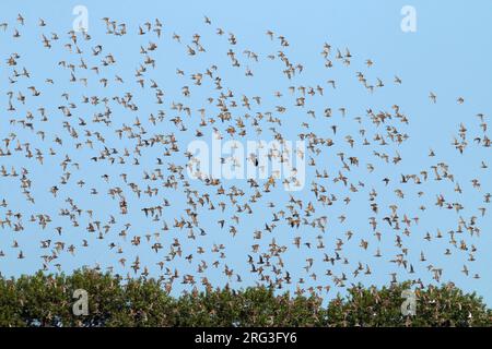 Flock of European Golden Plovers (Pluvialis apricaria) in flight over Netherlands during late summer. Stock Photo