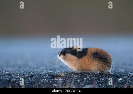 Norway Lemming (Lemmus lemmus) on road. After exponential increase of population large numbers flee in all direction an they can be seen even on roads Stock Photo