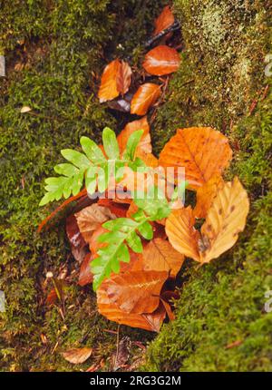 A tiny fern grows on moss and the trunk of  a tree, surrounded by fallen autumn beech leaves; Dartmoor National Park, Devon, Great Britain. Stock Photo