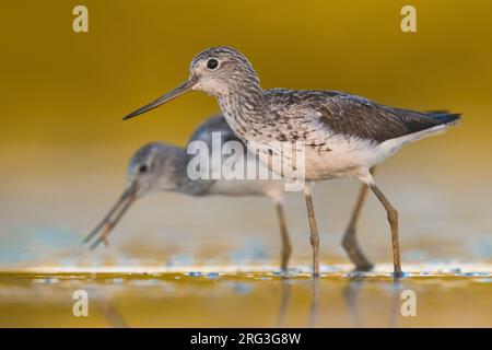 Two Common Greenshanks (Tringa nebularia) standing in shallow freshwater pool during early autumn migration in Italy. Stock Photo