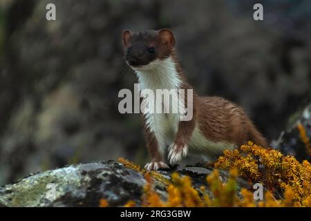 Stoat (Mustela erminea), also known as  Short-tailed Weasel or Eurasian Ermine, standing on a rock with autumn coloured crowberry growth Stock Photo