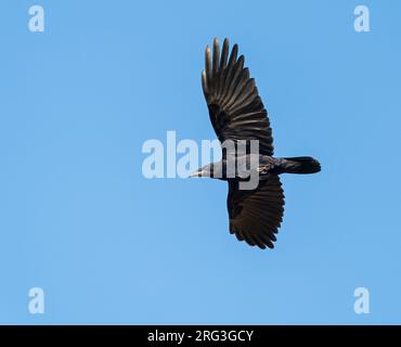 First Year Rook Rook (Corvus frugilegus) flying showing full crop Norfolk November 2023 ...