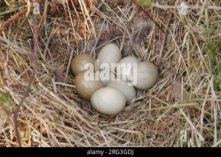 Common Pheasant (Phasianus colchicus) nest with 8 eggs in meadow at Agersø, Denmark Stock Photo