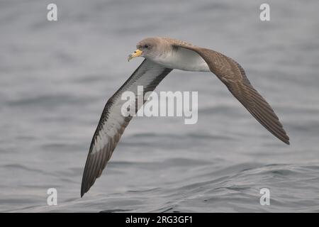 Cory's shearwater (Calonectris borealis), flying, with the sea as background. Stock Photo