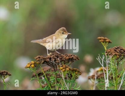 Juvenile, first-year Eurasian Reed Warbler (Acrocephalus scirpaceus) sitting on twigs of herbs Stock Photo