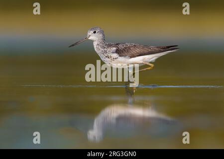 Common Greenshank (Tringa nebularia) standing in shallow freshwater pool during early autumn migration in Italy. Stock Photo