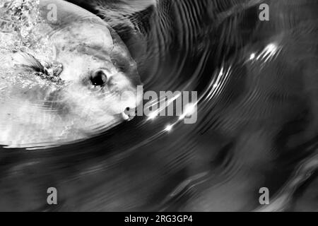 Ocean sunfish (Mola mola), appearing on the surface, seeming to produce brilliant reflections on the water, in Brittany, France. Stock Photo