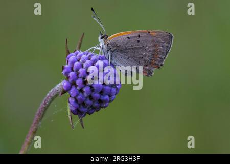 Small Copper foraging on Devil's-bit Scabious Stock Photo