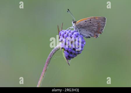 Small Copper foraging on Devil's-bit Scabious Stock Photo