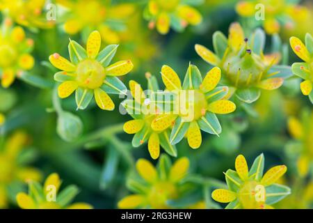 Yellow mountain saxifrage, Saxifraga aizoides Stock Photo