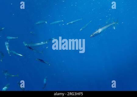 Atlantic mackerel (Scomber scombrus) swimming into the Bank de la Fortune, off Graciosa, Azores, Portugal. Stock Photo