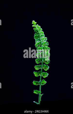 Green Spleenwort, Asplenium viride Stock Photo