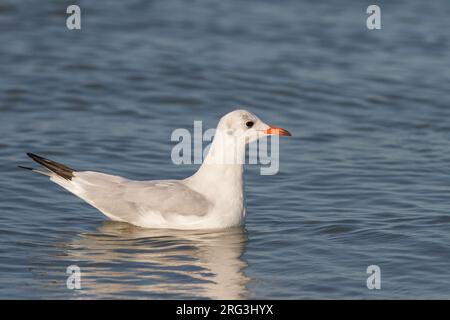 Common Black-headed Gull, Chroicocephalus ridibundus adult winter swimming in water Stock Photo