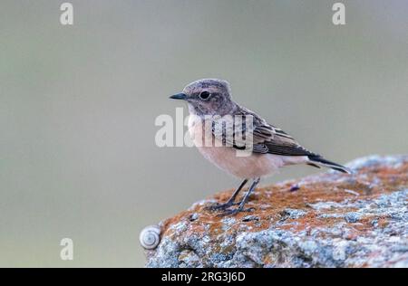 Immature Pied Wheatear (Oenanthe pleschanka) during autumn migration at Cape Kaliakra, Bulgaria. Perched on an old ruin. Stock Photo