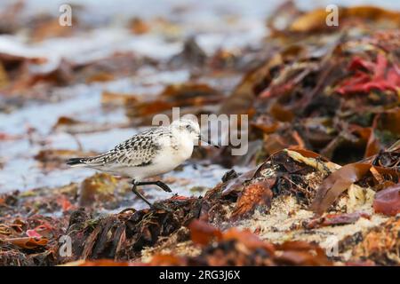 Juvenile sanderling (Calidris alba) standing on seaweed, with algae as background, in Brittany, France. Stock Photo