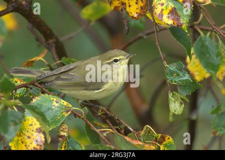 Willow Warbler (Phylloscopus trochilus), juvenile bird in autumn coloured birch, Finland Stock Photo