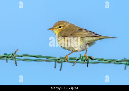 Juvenile Willow Warbler (Phylloscopus trochilus trochilus) perhed on a barbe wire in Voorhaven of Zeebrugge, Western Flanders, Belgium. Stock Photo