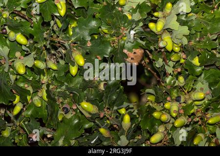 Hazel Dormouse (Muscardinus avellanarius) at night high on a oak in Othe, Gaume, France. Stock Photo