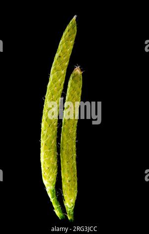 Stag's-horn Clubmoss Lycopodium clavatum Stock Photo