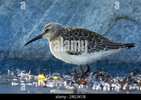 Curlew Sandpiper (Calidris ferruginea), side view of a juvenile bird during autumn migration in Finland Stock Photo