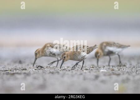 Three juvenile Dunlins (Calidris alpina), with the mudflat and the vegetation as background. Stock Photo
