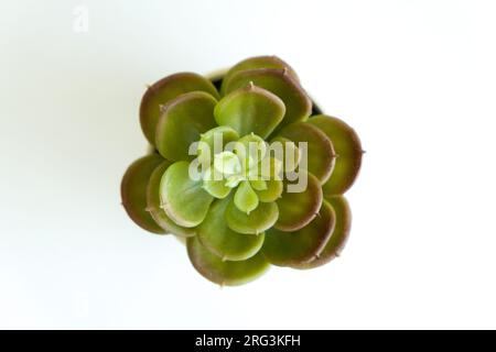 Top view different type of cactus on white isolated background. Different types of cactus leaves.Cactus plant business presentation background concept Stock Photo