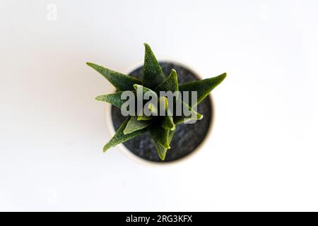 Top view different type of cactus on white isolated background. Different types of cactus leaves.Cactus plant business presentation background concept Stock Photo